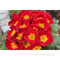 Newest Primula Malacoides Flower Seeds For Growing